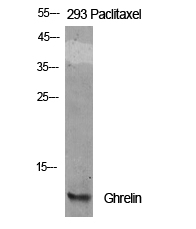 Fig.1. Western Blot analysis of various cells using Ghrelin Polyclonal Antibody.