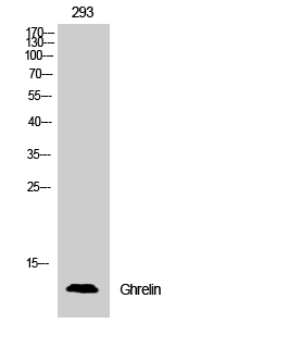 Fig.2. Western Blot analysis of 293 cells using Ghrelin Polyclonal Antibody.