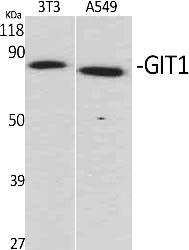 Fig.1. Western Blot analysis of various cells using GIT1 Polyclonal Antibody.