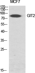 Fig.1. Western Blot analysis of various cells using GIT2 Polyclonal Antibody diluted at 1:1000.
