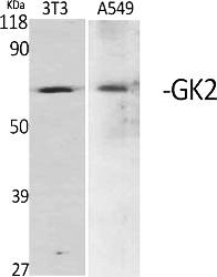 Fig.1. Western Blot analysis of various cells using GK2 Polyclonal Antibody.