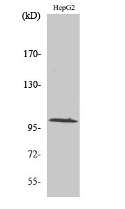 Fig. Western Blot analysis of various cells using GLK Polyclonal Antibody.