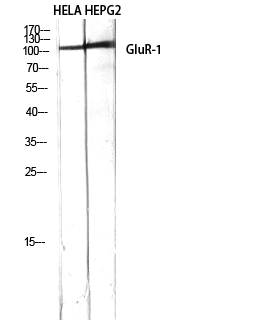 Fig.2. Western Blot analysis of hela, HepG2 using GluR-1 Polyclonal Antibody diluted at 1:500.