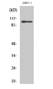 Fig. Western Blot analysis of various cells using GluR-2 Polyclonal Antibody.