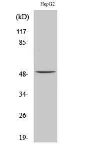 Fig.2. Western Blot analysis of HepG2 cells using Glut4 Polyclonal Antibody diluted at 1:2000.