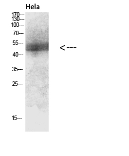 Fig.3. Western blot analysis of hela lysate, antibody was diluted at 1:1000. Secondary antibody (catalog#: A21020) was diluted at 1:20000.