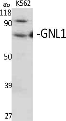 Fig.1. Western Blot analysis of various cells using GNL1 Polyclonal Antibody.