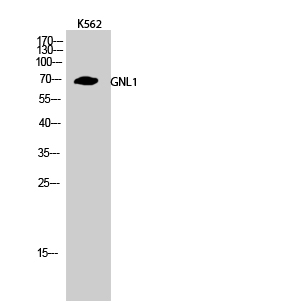 Fig.2. Western Blot analysis of K562 cells using GNL1 Polyclonal Antibody.