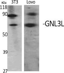 Fig.1. Western Blot analysis of various cells using GNL3L Polyclonal Antibody diluted at 1:2000.