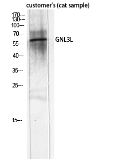 Fig.3. Western Blot analysis of customer's (cat sample) using GNL3L Polyclonal Antibody diluted at 1:2000.
