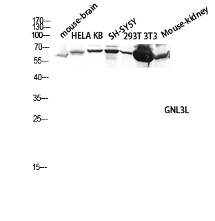 Fig.4. Western blot analysis of Mouse-brain, hela, KB, SH-SY5Y, 293T, 3T3, Mouse-kidney lysate using GNL3L antibody. Antibody was diluted at 1:2000.