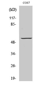 Fig. Western Blot analysis of various cells using GPR101 Polyclonal Antibody diluted at 1:500.