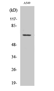 Fig. Western Blot analysis of various cells using GPR108 Polyclonal Antibody.
