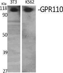 Fig.1. Western Blot analysis of various cells using GPR110 Polyclonal Antibody.