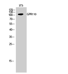 Fig.2. Western Blot analysis of 3T3 cells using GPR110 Polyclonal Antibody.