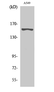 Fig. Western Blot analysis of various cells using GPR116 Polyclonal Antibody diluted at 1:500.