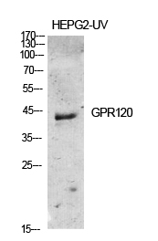 Fig.1. Western Blot analysis of various cells using GPR120 Polyclonal Antibody diluted at 1:500.