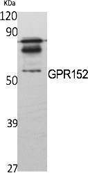 Fig.1. Western Blot analysis of various cells using GPR152 Polyclonal Antibody.
