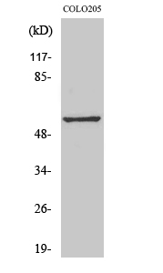 Fig. Western Blot analysis of various cells using GPR176 Polyclonal Antibody.