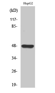Fig. Western Blot analysis of various cells using GPR19 Polyclonal Antibody.