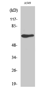 Fig. Western Blot analysis of various cells using GPR50 Polyclonal Antibody diluted at 1:1000.