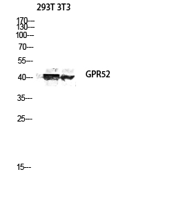 Fig.2. Western blot analysis of 293T, 3T3 lysate using GPR52 antibody. Antibody was diluted at 1:2000.