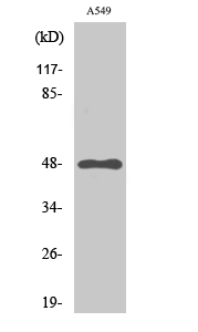 Fig. Western Blot analysis of various cells using GPR83 Polyclonal Antibody.