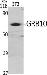 Fig.1. Western Blot analysis of various cells using GRB10 Polyclonal Antibody diluted at 1:2000.