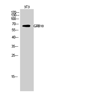 Fig.2. Western Blot analysis of 3T3 cells using GRB10 Polyclonal Antibody diluted at 1:2000.
