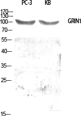 Fig.1. Western Blot analysis of various cells using GRIN1 Polyclonal Antibody diluted at 1:500.