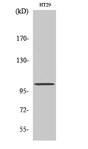 Fig.2. Western Blot analysis of HT29 cells using GRIN1 Polyclonal Antibody diluted at 1:500.