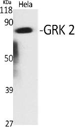 Fig.1. Western Blot analysis of various cells using GRK 2 Polyclonal Antibody.
