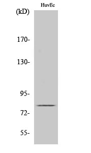 Fig.2. Western Blot analysis of HUVEC cells using GRK 2 Polyclonal Antibody.
