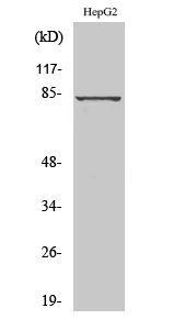 Fig. Western Blot analysis of various cells using GRK 3 Polyclonal Antibody diluted at 1:500.