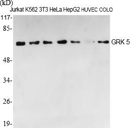 Fig.1. Western Blot analysis of various cells using GRK 5 Polyclonal Antibody.
