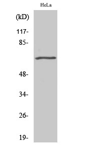 Fig.2. Western Blot analysis of COLO205 cells using GRK 5 Polyclonal Antibody.