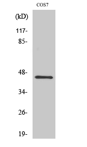 Fig. Western Blot analysis of various cells using GRP1 Polyclonal Antibody.