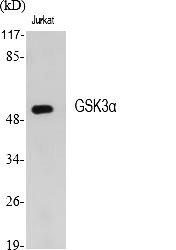 Fig.1. Western Blot analysis of various cells using GSK3α Polyclonal Antibody.