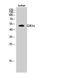 Fig.2. Western Blot analysis of Jurkat cells using GSK3α Polyclonal Antibody.