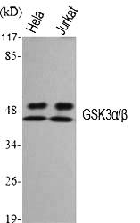 Fig.1. Western Blot analysis of various cells using GSK3α/β Polyclonal Antibody diluted at 1:1000.