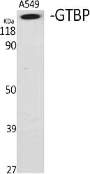Fig.1. Western Blot analysis of various cells using GTBP Polyclonal Antibody diluted at 1:1000.