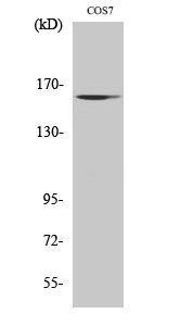 Fig.2. Western Blot analysis of COS7 cells using GTBP Polyclonal Antibody diluted at 1:1000.