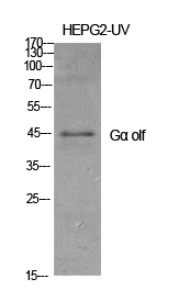 Fig.1. Western Blot analysis of various cells using Gα olf Polyclonal Antibody diluted at 1:1000.