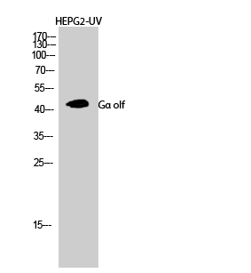Fig.2. Western Blot analysis of HepG2-UV cells using Gα olf Polyclonal Antibody diluted at 1:1000.