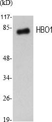 Fig.1. Western Blot analysis of various cells using HBO1 Polyclonal Antibody diluted at 1:2000.