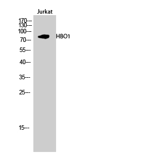 Fig.2. Western Blot analysis of Jurkat cells using HBO1 Polyclonal Antibody diluted at 1:2000.