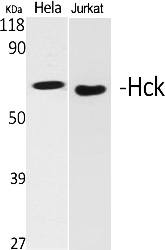 Fig. Western Blot analysis of various cells using Hck Polyclonal Antibody.