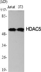 Fig.1. Western Blot analysis of various cells using HDAC2 Polyclonal Antibody diluted at 1:2000.