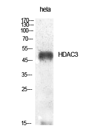 Fig.1. Western Blot analysis of various cells using HDAC3 Polyclonal Antibody diluted at 1:1000.
