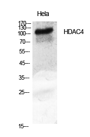 Fig.1. Western Blot analysis of various cells using HDAC4 Polyclonal Antibody diluted at 1:2000.